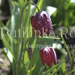 Рябчик шахматный (Fritillaria meleagris)