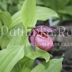 Башмачок вздутый (Cypripedium ventricosum)