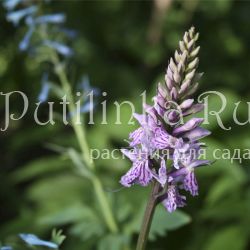 Пальчатокоренник незамеченный (Dactylorhiza praetermissa var. junialis)