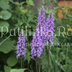 Пальчатокоренник Фукса (Dactylorhiza fuchsii)