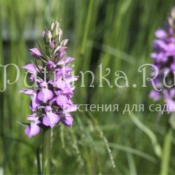 Пальчатокоренник незамеченный (Dactylorhiza praetermissa var. praetermissa)