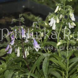 Пенстемон жестковолосистый (Penstemon hirsutus v.pygmaeus)