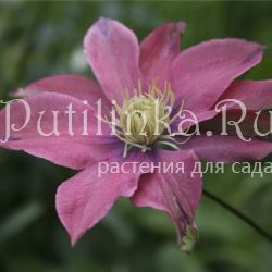 Клематис Little Mermaid (Clematis Little Mermaid)