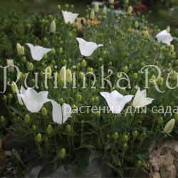 Колокольчик псевдорайнера Alba (Campanula pseudo-raineri Alba)