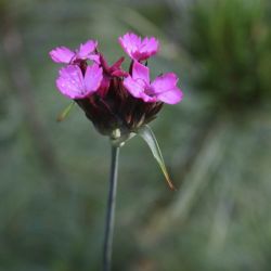 Гвоздика понтедерская (Dianthus pontederae)