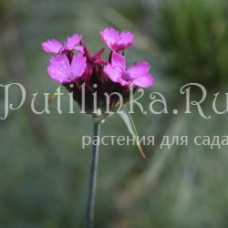 Гвоздика понтедерская (Dianthus pontederae)