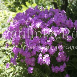 Флокс растопыренный Forever Pink(Phlox varicata Forever Pink)