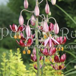 Лилия мартагон Claude Shride (Lilium martagon Claude Shride)