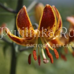 Лилия мартагон Sunny Morning (Lilium martagon Sunny Morning)