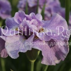 Ирис сибирский Pink Parfait (Iris sibirica Pink Parfait)