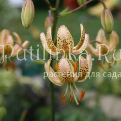 Лилия мартагон Guinea Gold (Lilium martagon Guinea Gold)