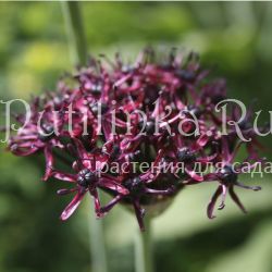 Лук темно-пурпуровый  (Allium atropurpureum)