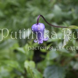 Клематис волосатый разновидность шотландский (Clematis hirsutissima var.scottii)