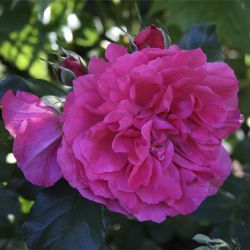 Роза почвопокровная Sangria (Rosa Sangria)