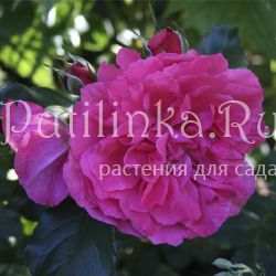 Роза почвопокровная Sangria (Rosa Sangria)