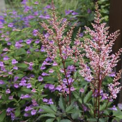 Астильба Look at Me (Astilbe Look at Me)