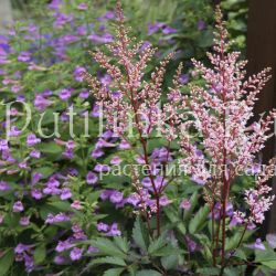 Астильба Look at Me (Astilbe Look at Me)