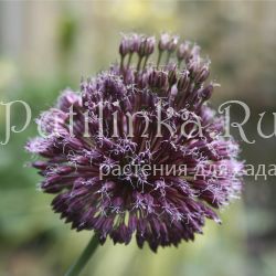 Лук Forelock (Allium Forelock)