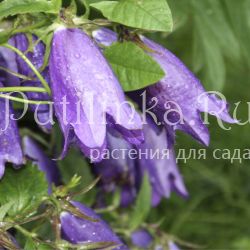 Колокольчик точечный (Campanula X “Kent Bells”)