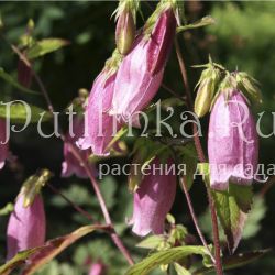 Колокольчик Такесима (Campanula takesymana)