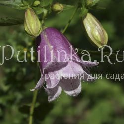 Колокольчик Pantalons ( Campanula X  Pantalons)