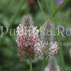 Клевер красноватый Peach Pink (Trifolium rubens Peach Pink)