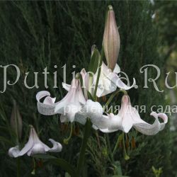 Лилия Lankon (Lilium Lankon)