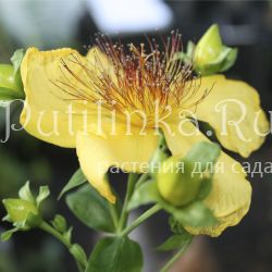 Зверобой большой (Hypericum ascyron)