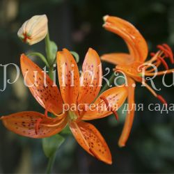 Лилия двурядная ( Lilium distichum)