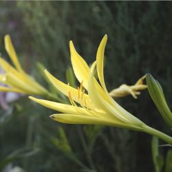 Лилейник лимонно-желтый Hyperion (Нemerocallis citrina Hyperion)
