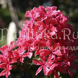 Флокс метельчатый Cleopatra (Phlox paniculata Cleopatra)