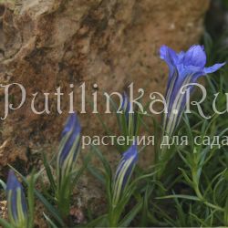 Горечавка китайско-украшенная Eugens Allerbester (Gentiana sino-ornata Eugens Allerbester)