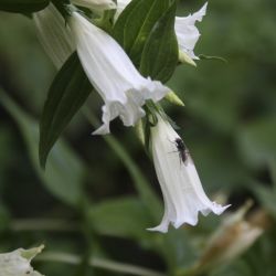Горечавка ластовневая ф.белая (Gentiana asclepiadea var.Alba)