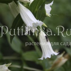 Горечавка ластовневая ф.белая (Gentiana asclepiadea var.Alba)