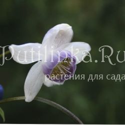 Анемонопсис крупнолистный (Anemonopsis macrophyllum)