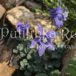 Аквилегия Берталонии (Aquilegia bertolonii)