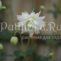 Аквилегия обыкновенная Восточная сладость (Aquilegia vulgaris)