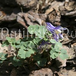 Аквилегия скальная (Aquilegia scopolorum)