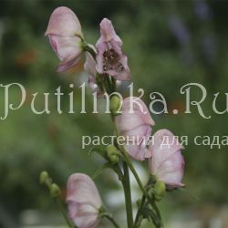 Аконит клобучковый Pink Sensation (Aconitum napellus Pink Sensation)