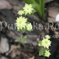 Анемонелла василистниковая  Double Green (Anemonella thalictroides Double Green)