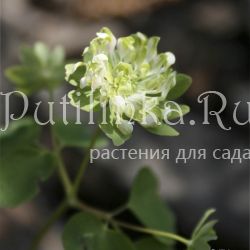 Анемонелла василистниковая Green Hurricane (Anemonella thalictroides Green Hurricane)