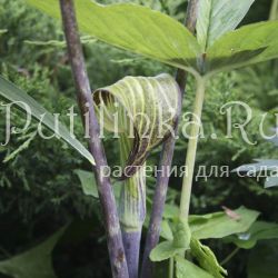 Аризема ssp (Arisaema ssp)