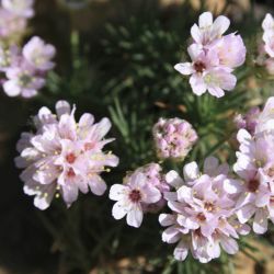 Армерия можжевелолистная (Armeria juniperifolia)