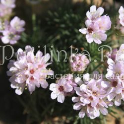 Армерия можжевелолистная (Armeria juniperifolia)