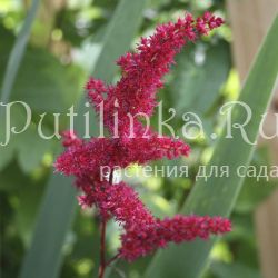 Астильба (Astilbe сорт уточняется)