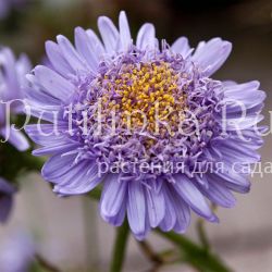 Астра альпийская Sabine (Aster alpinus Sabine)