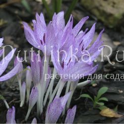 Безвременник Агриппы, пестрый (Colchicum x agrippinum)