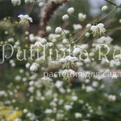 Василистник Делавея Splendide White (Thalictrum Delavayi Splendide White )