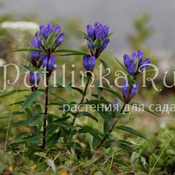 Горечавка Трехцветковая (Gentiana triflora)