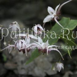 Горянка заостренная sp. (Epimedium accuminatum)